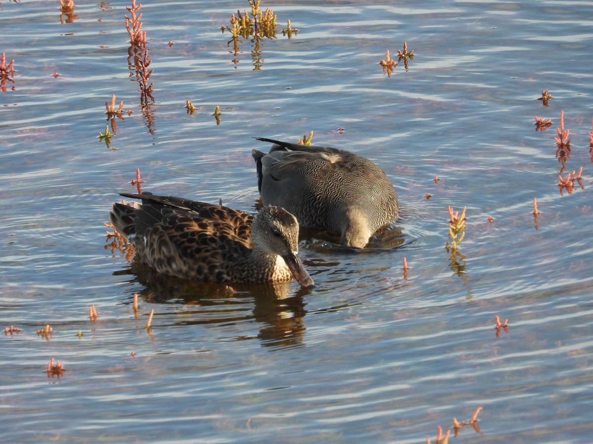 Gadwall - ML609316053