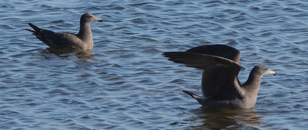 Heermann's Gull - ML609316067