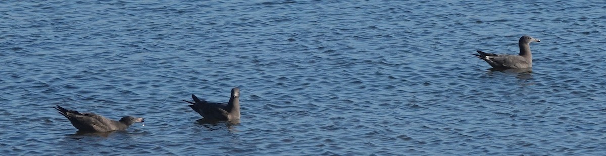 Heermann's Gull - ML609316068