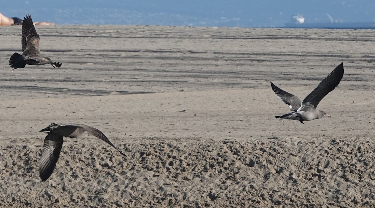 Heermann's Gull - ML609316069