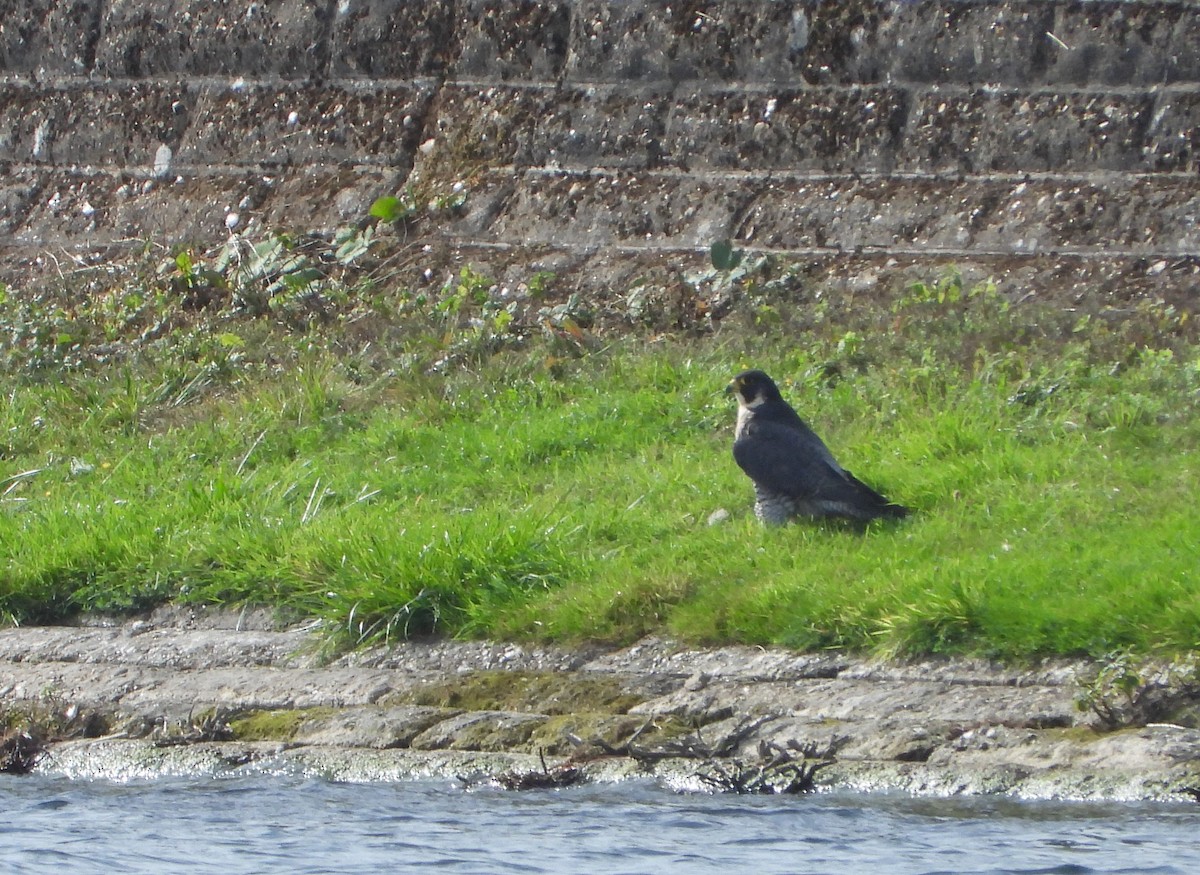 Peregrine Falcon - ML609316100