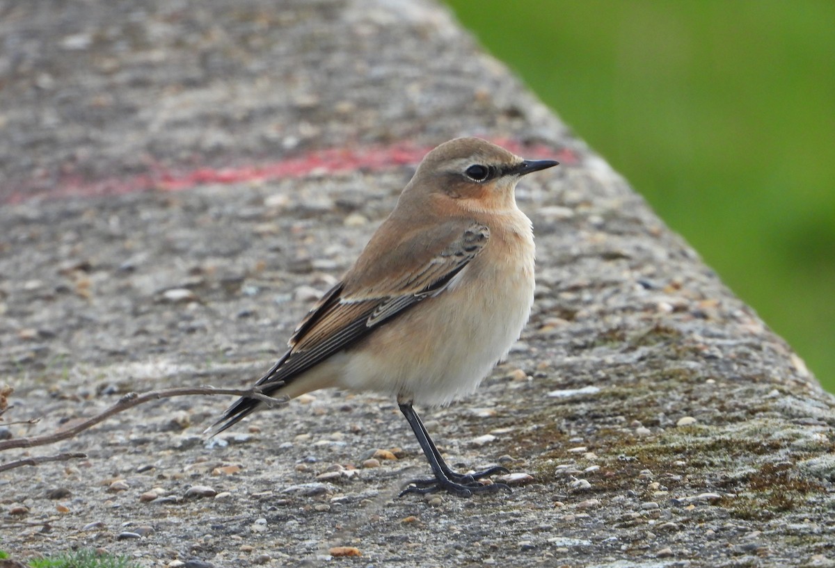 Northern Wheatear - ML609316104