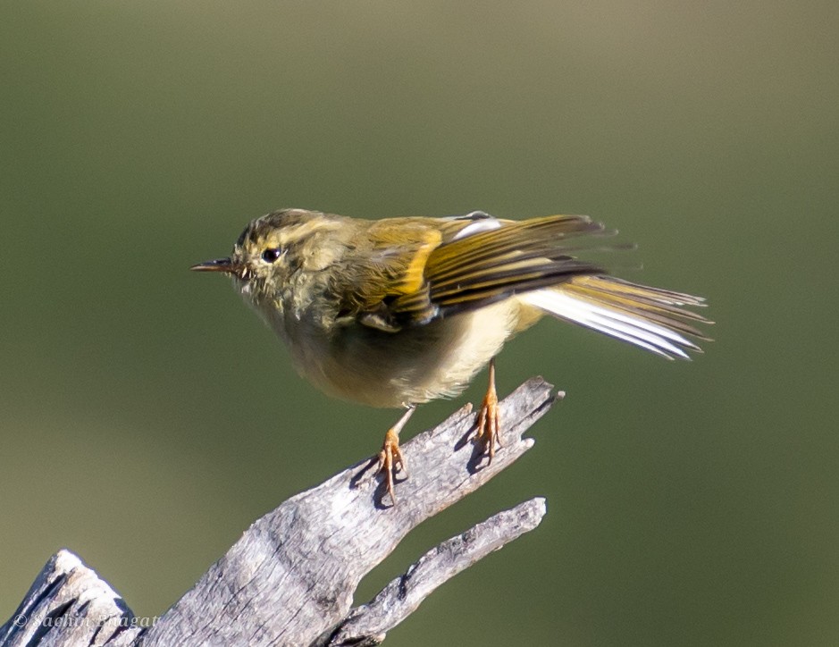 Buff-barred Warbler - ML609316173