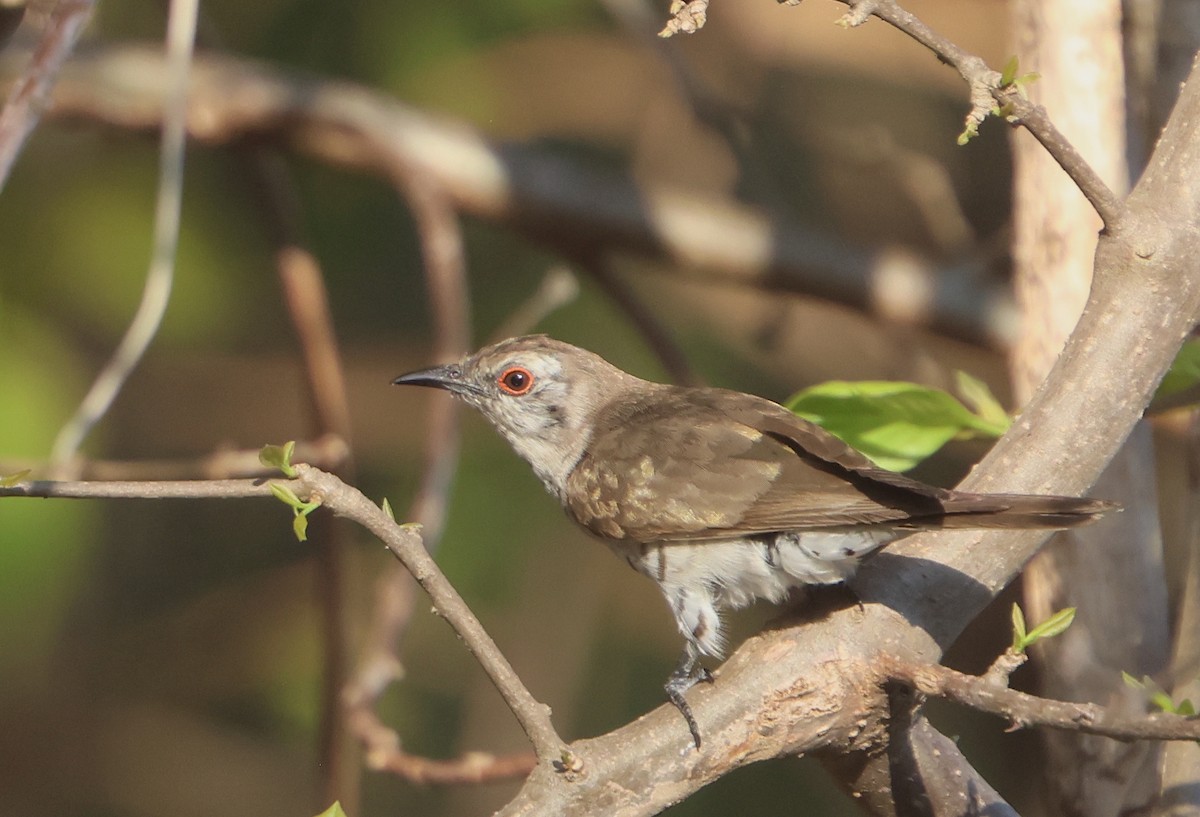 Little Bronze-Cuckoo - Gavin Bieber