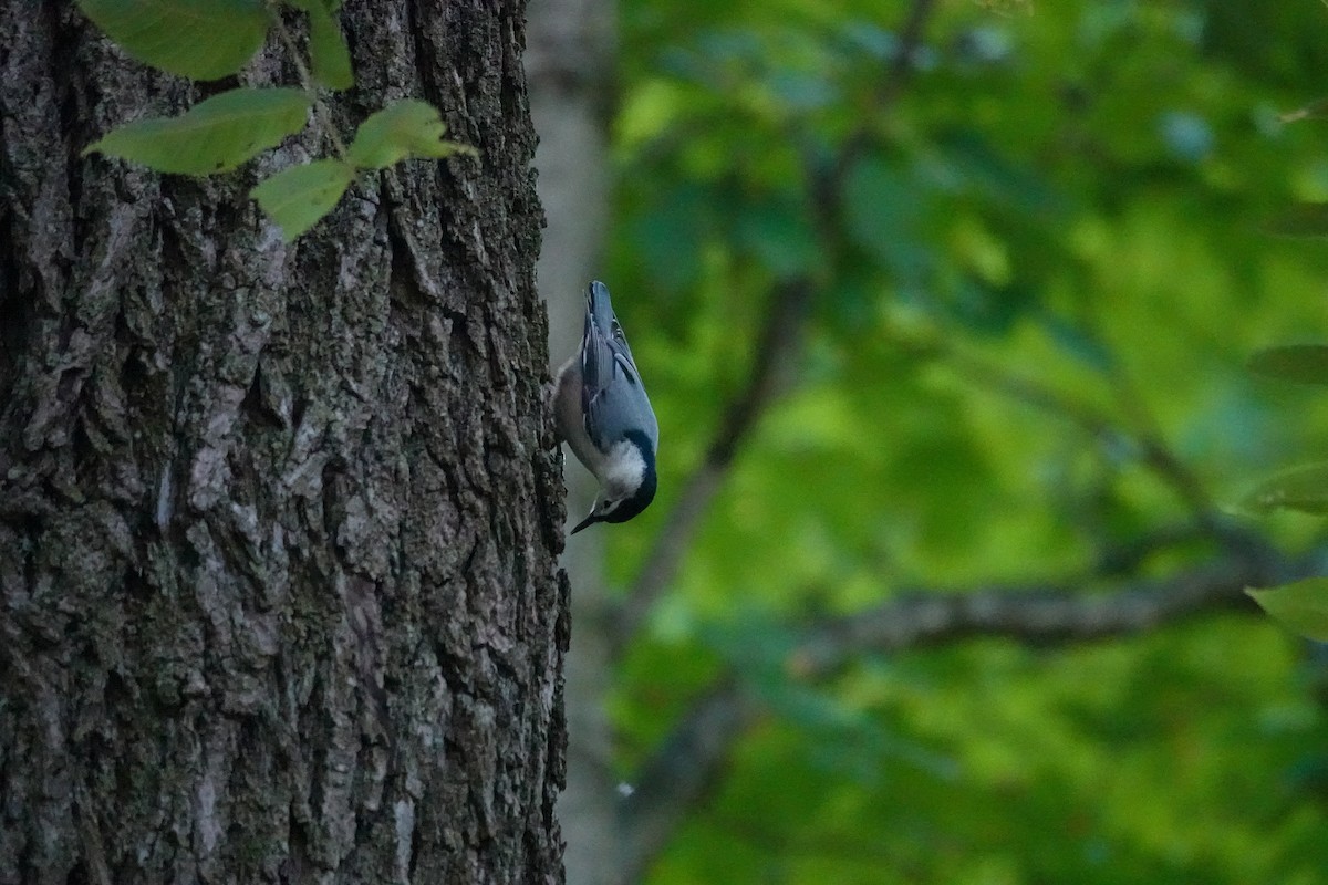 White-breasted Nuthatch - ML609316271