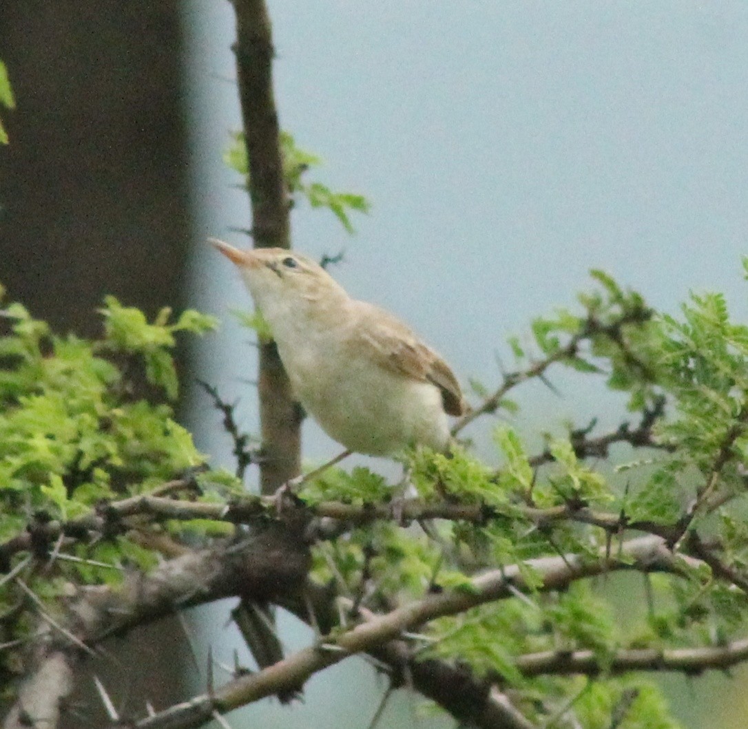 Blyth's Reed Warbler - Madhavi Babtiwale