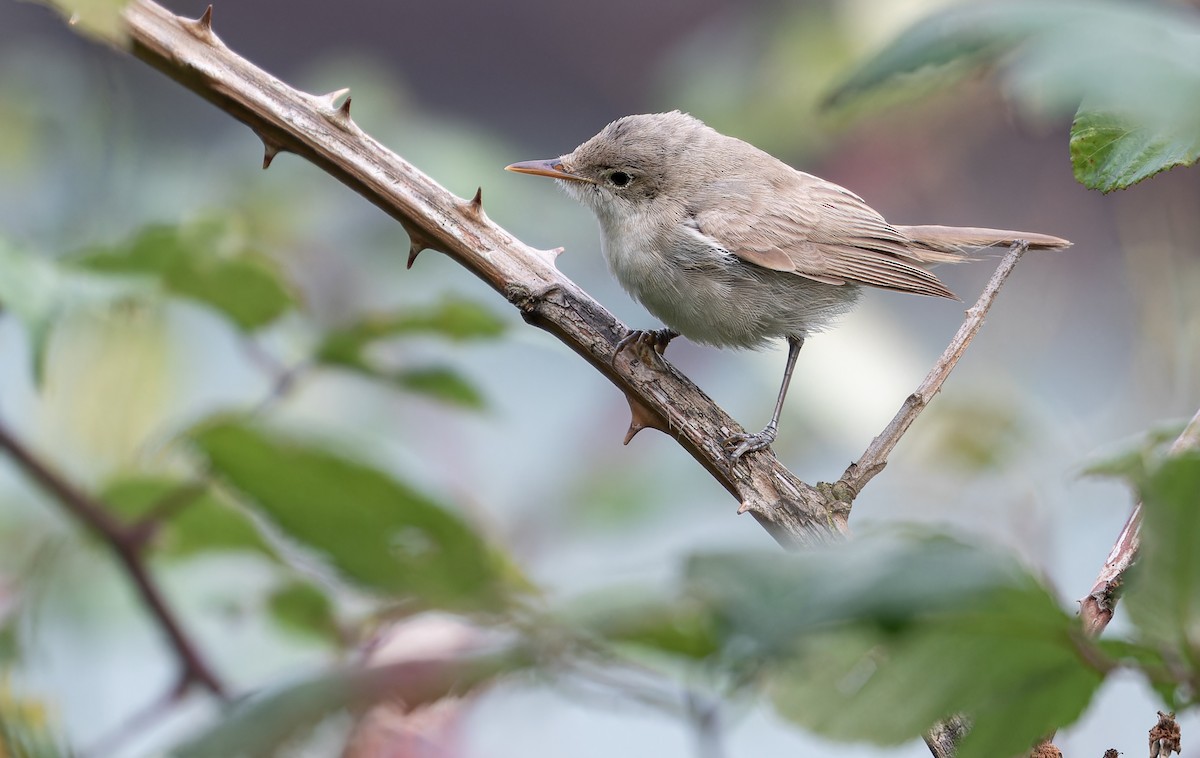 Western Olivaceous Warbler - ML609316390