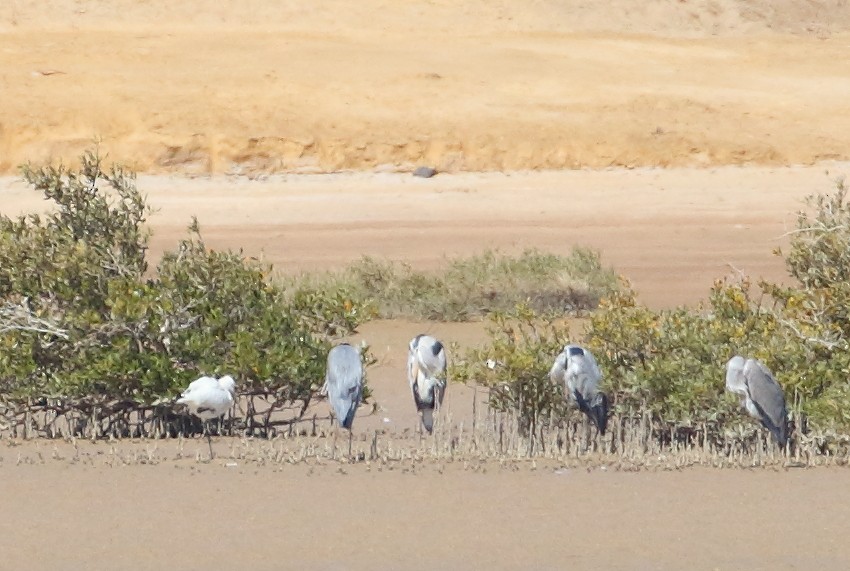 Eurasian Spoonbill - ML609316489