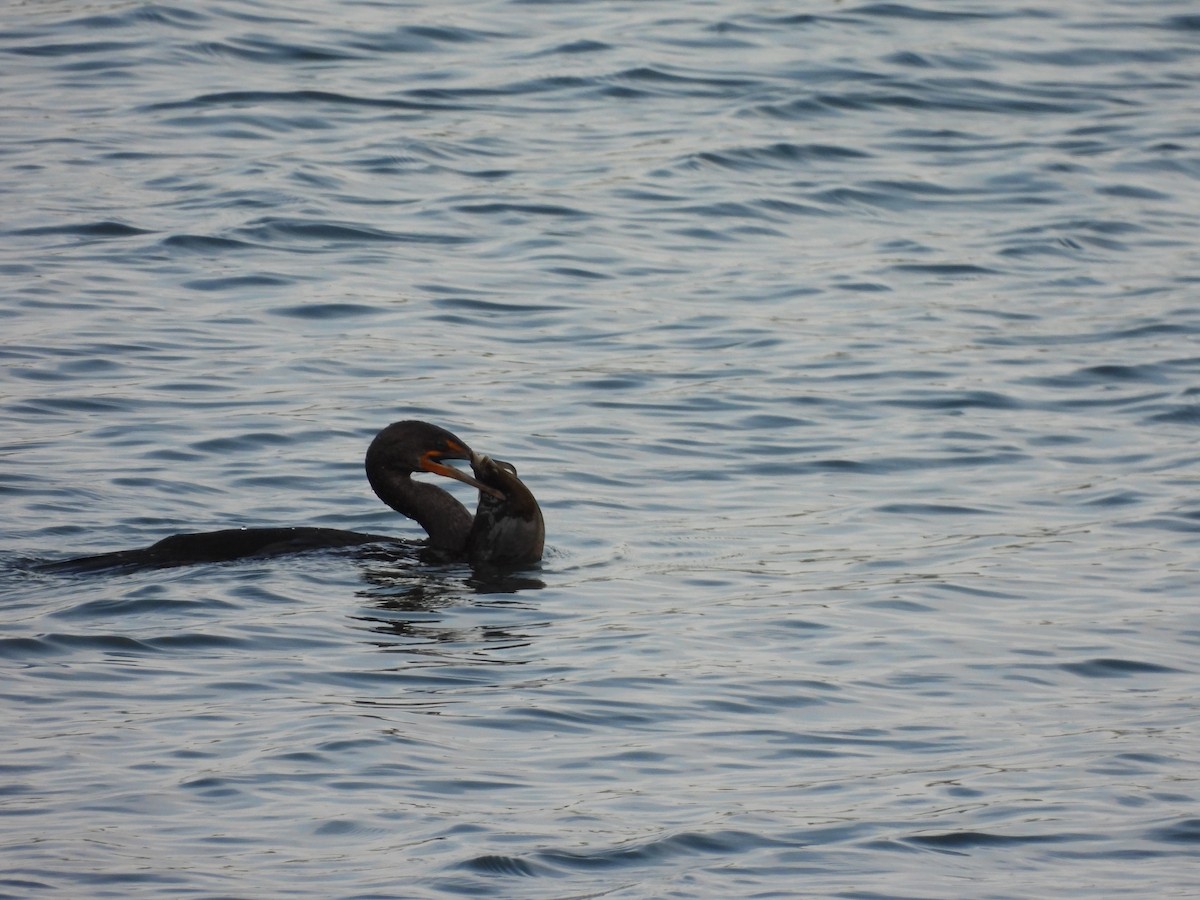 Double-crested Cormorant - ML609316517