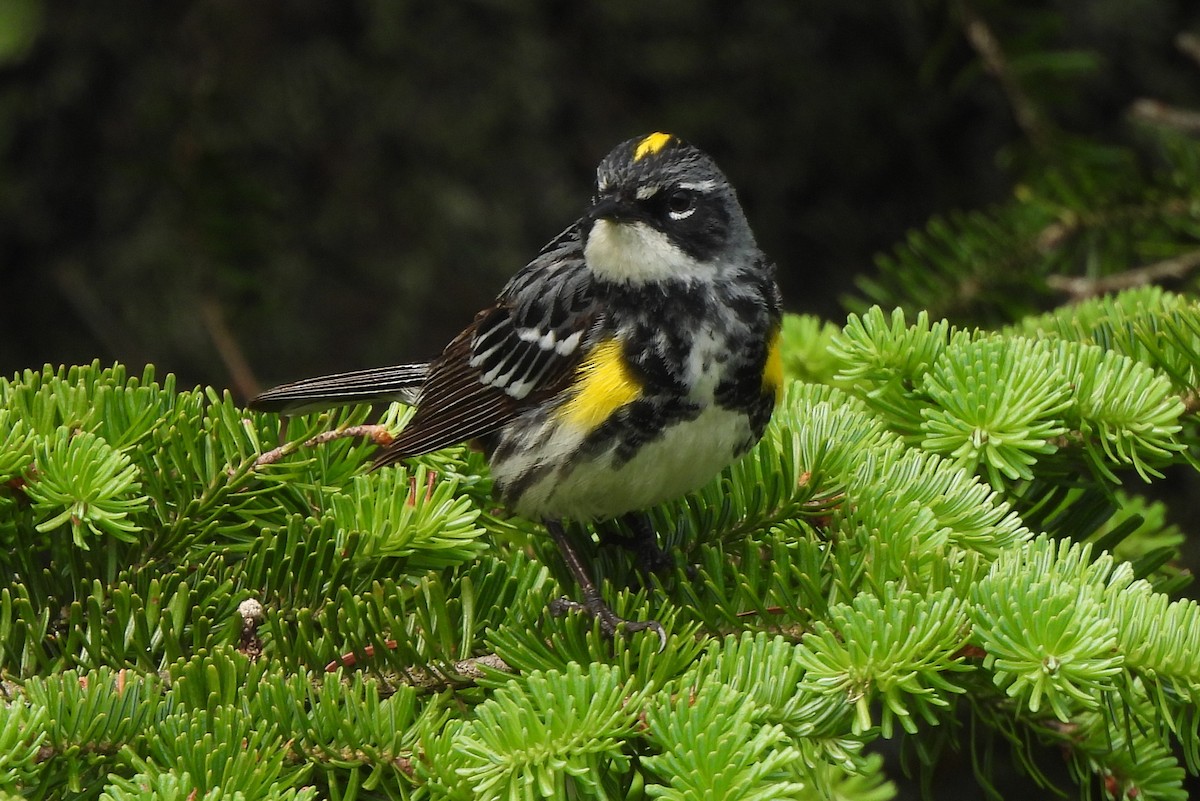 Yellow-rumped Warbler - ML609316530