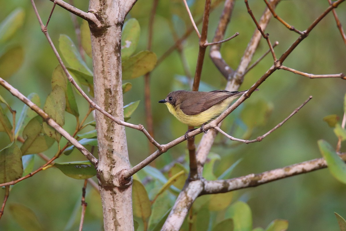 Golden-bellied Gerygone - Christian H. Schulze