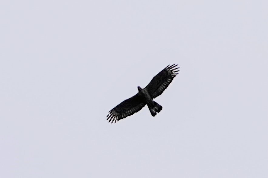 Oriental Honey-buzzard - ML609316736