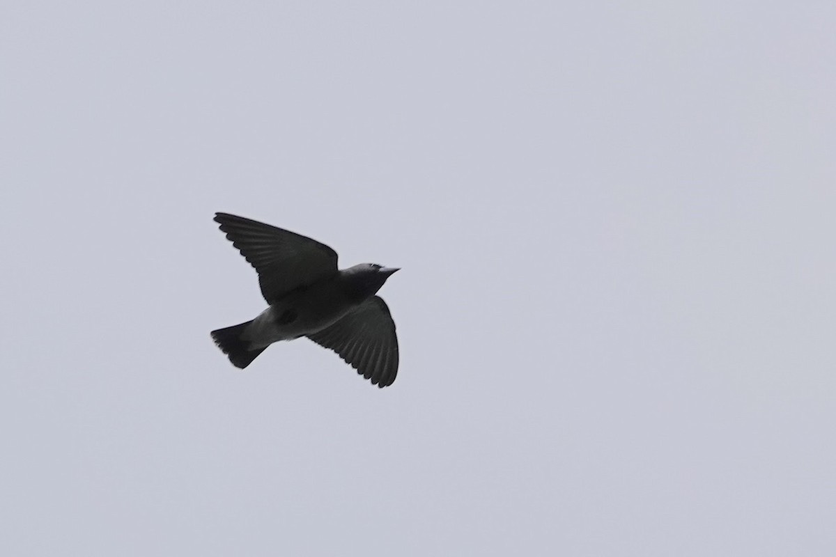 Ashy Woodswallow - ML609316737