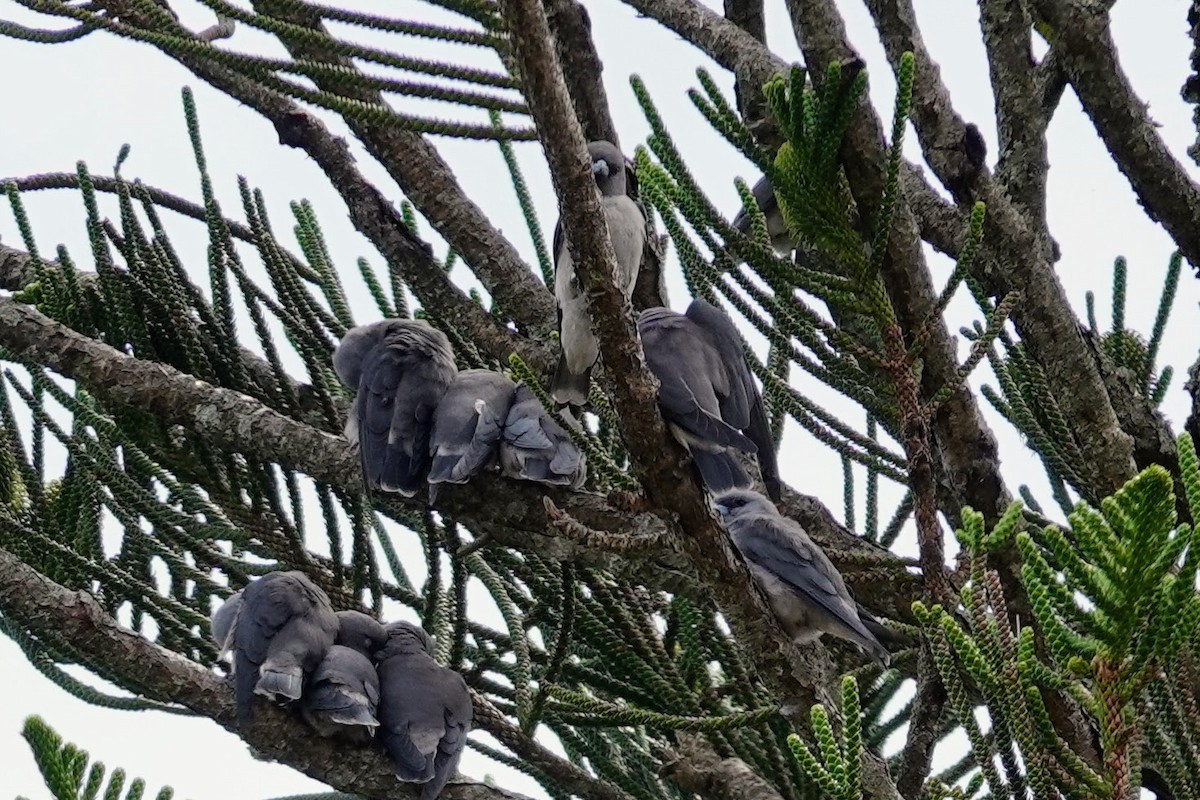 Ashy Woodswallow - ML609316738