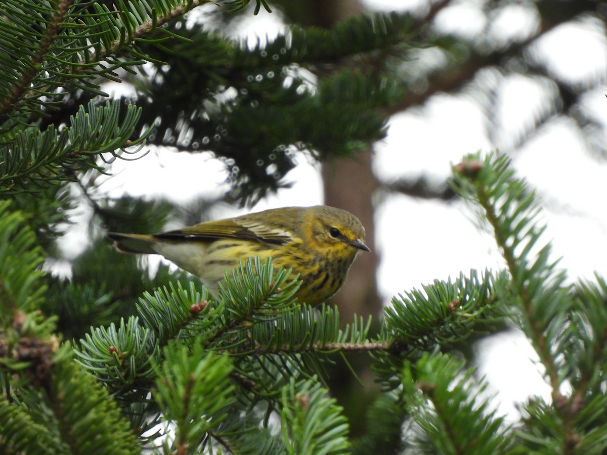 Cape May Warbler - ML609316760