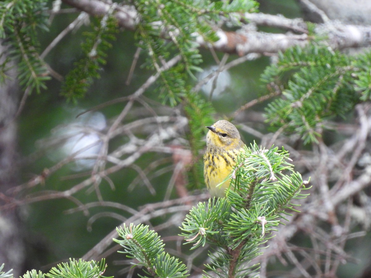 Cape May Warbler - ML609316761