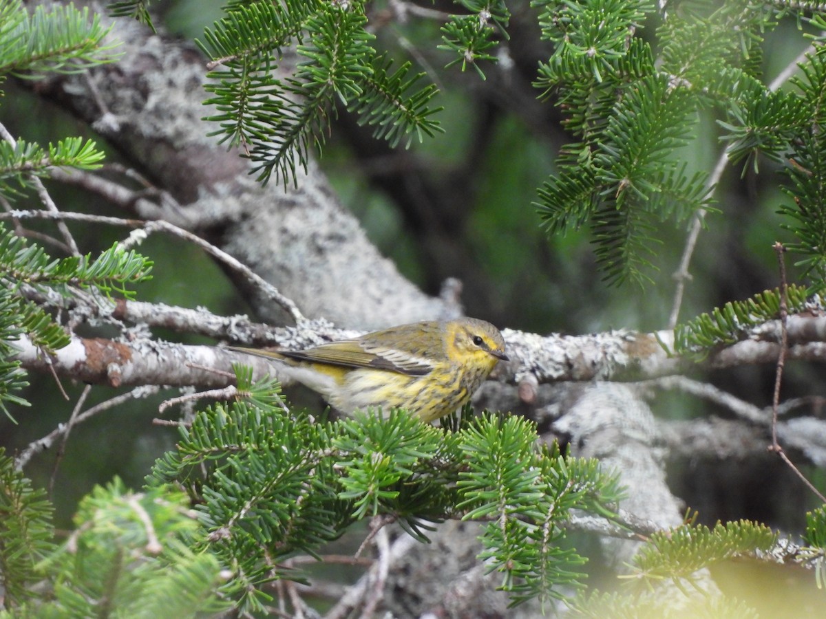 Cape May Warbler - ML609316763