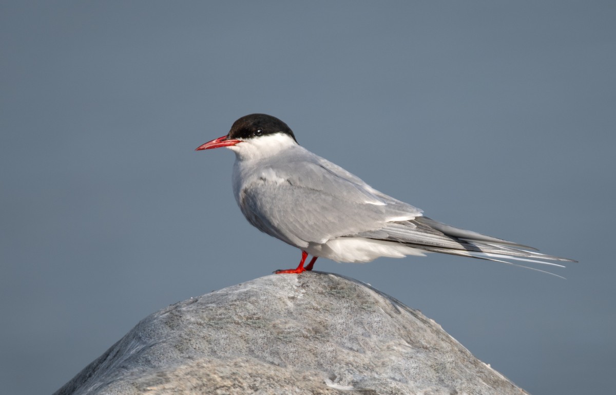 Arctic Tern - ML609316766