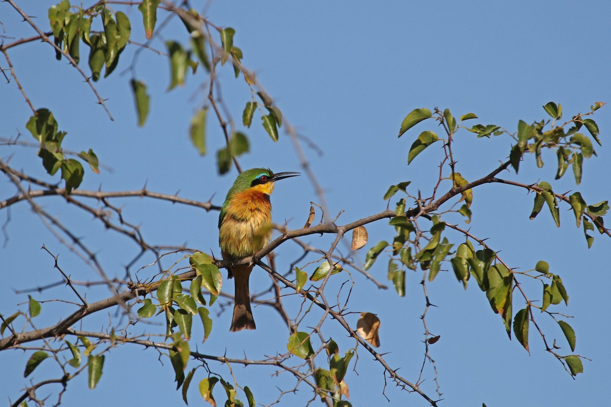 Little Bee-eater - ML609316780