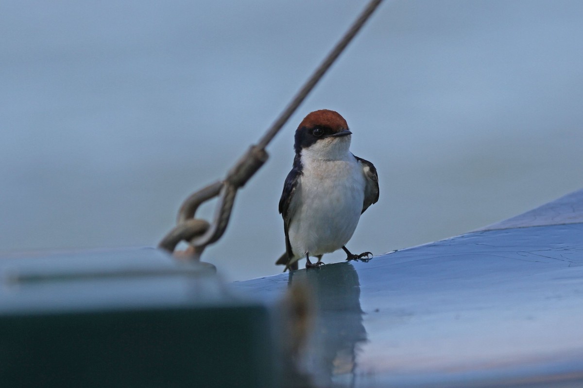 Wire-tailed Swallow - ML609316782