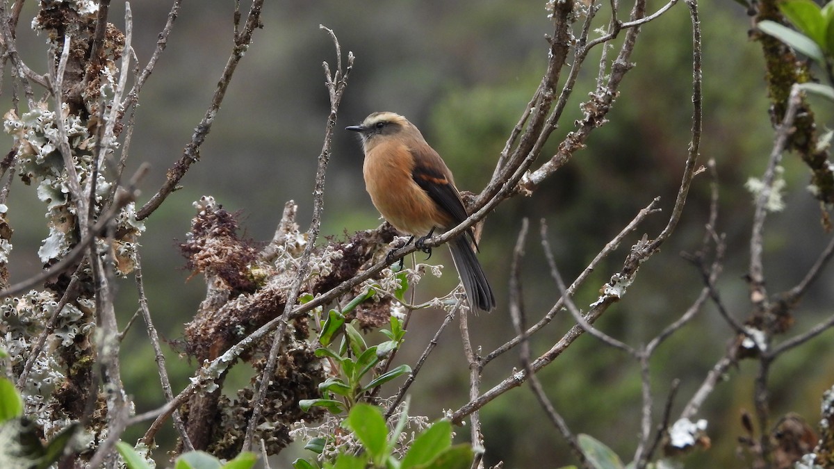 Brown-backed Chat-Tyrant - ML609316802