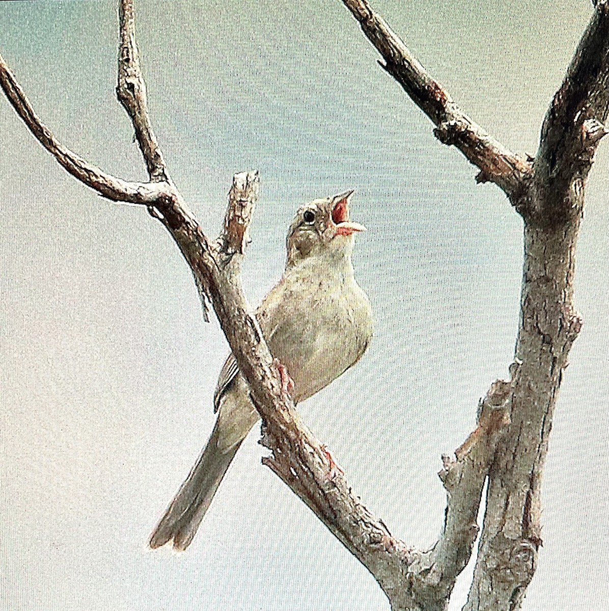 Cassin's Sparrow - Pierre Howard