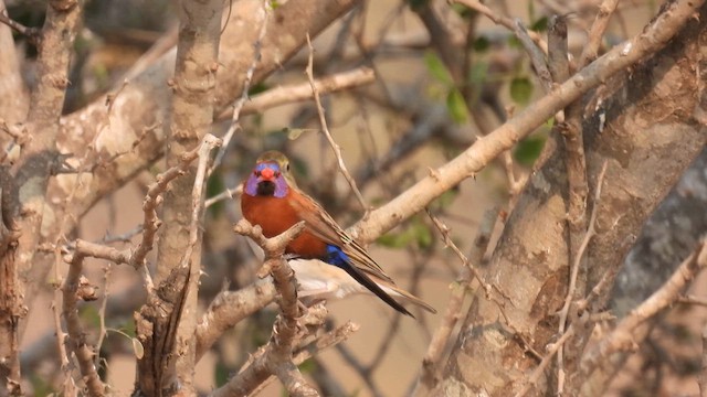 Violet-eared Waxbill - ML609317000