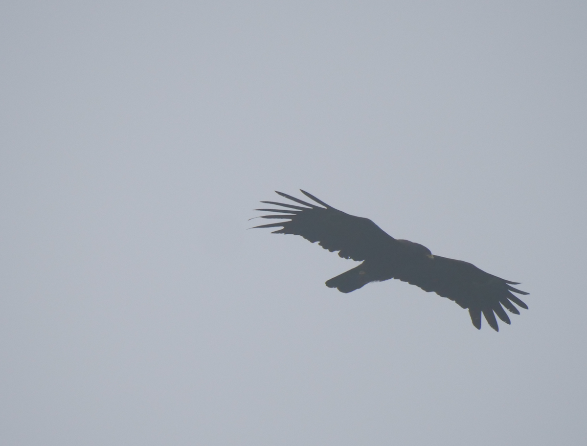 Black Eagle - Yulin Shen