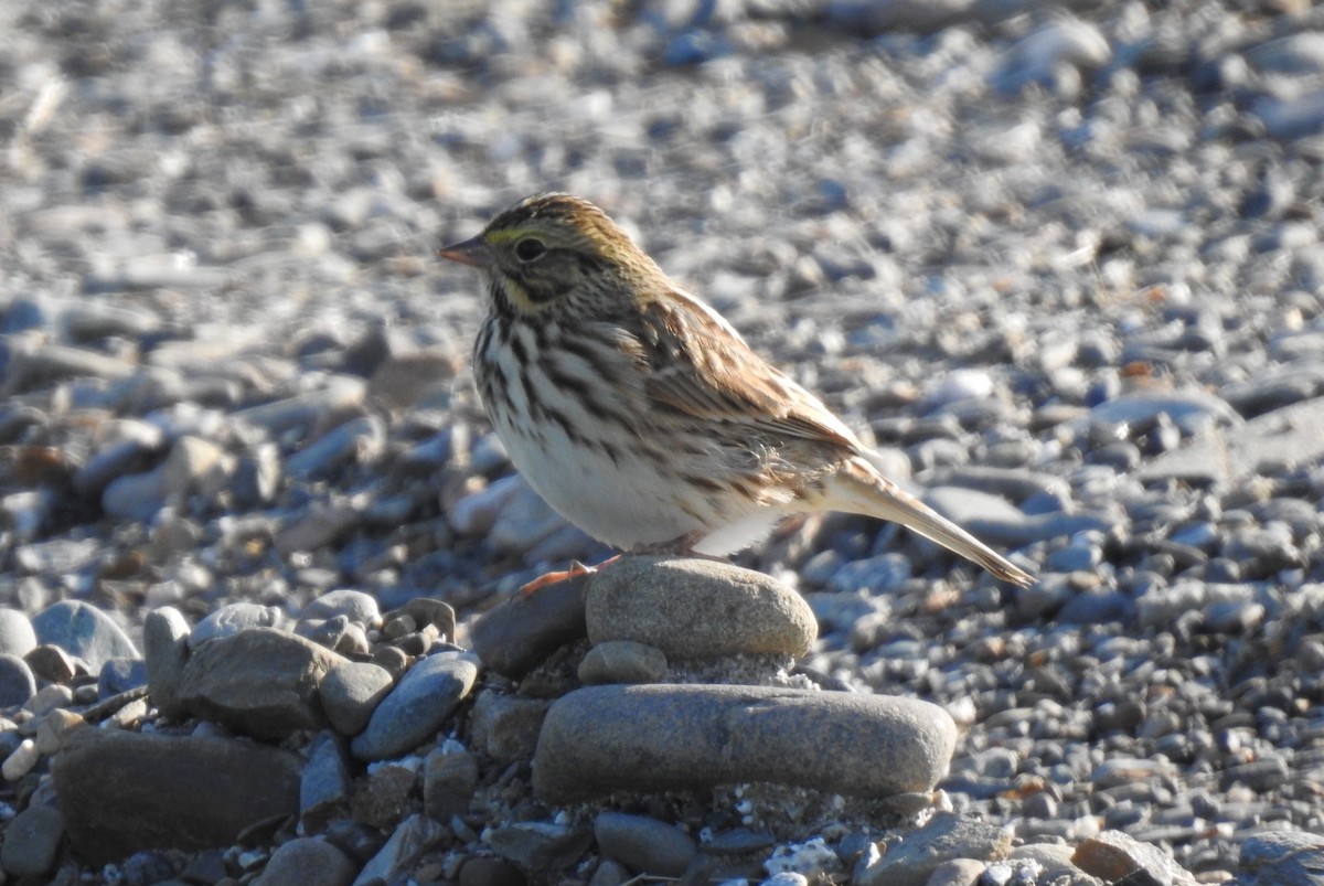 Savannah Sparrow - ML609317068