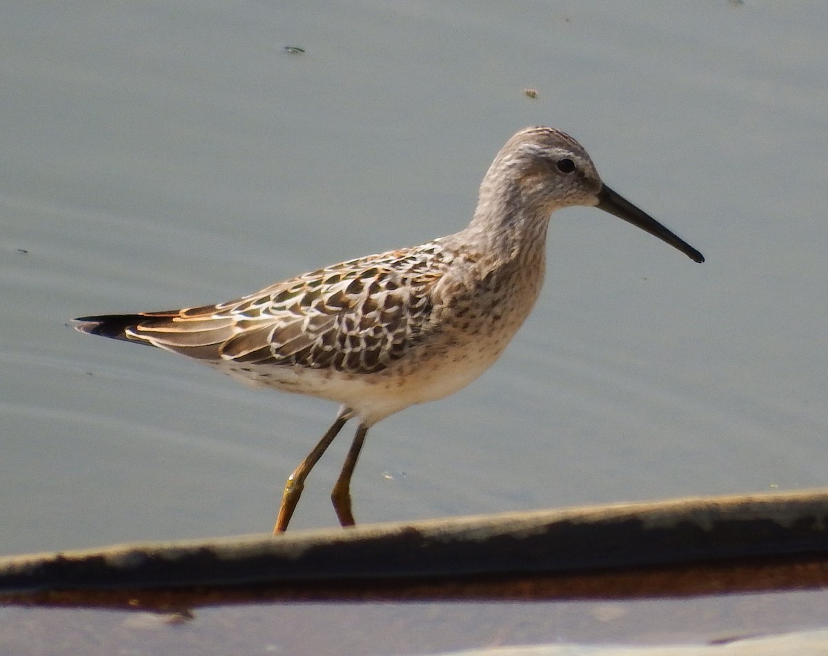 Stilt Sandpiper - ML609317124