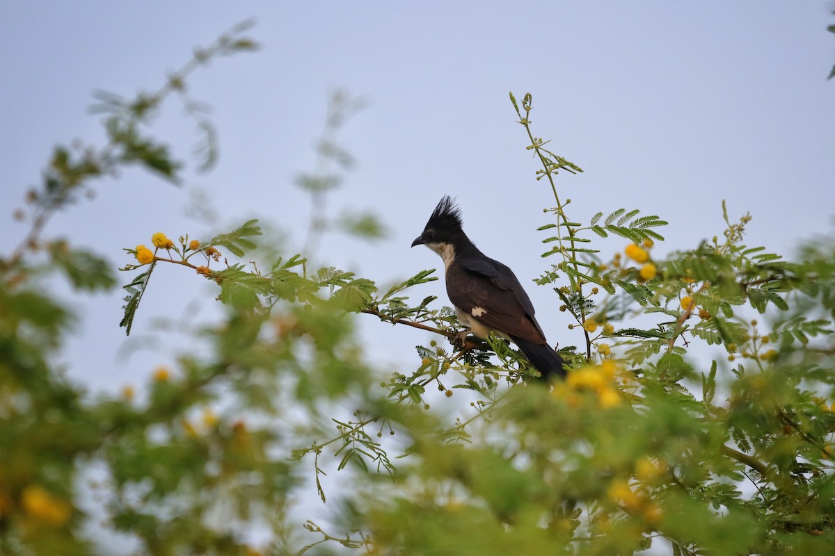 Pied Cuckoo - Rupam Das