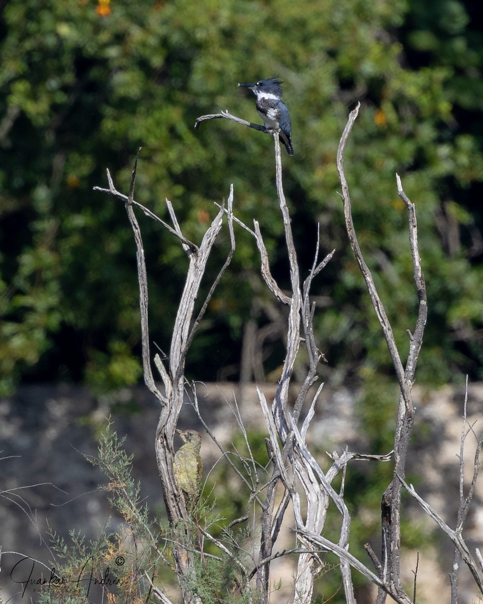 Belted Kingfisher - Juan Carlos Andrés