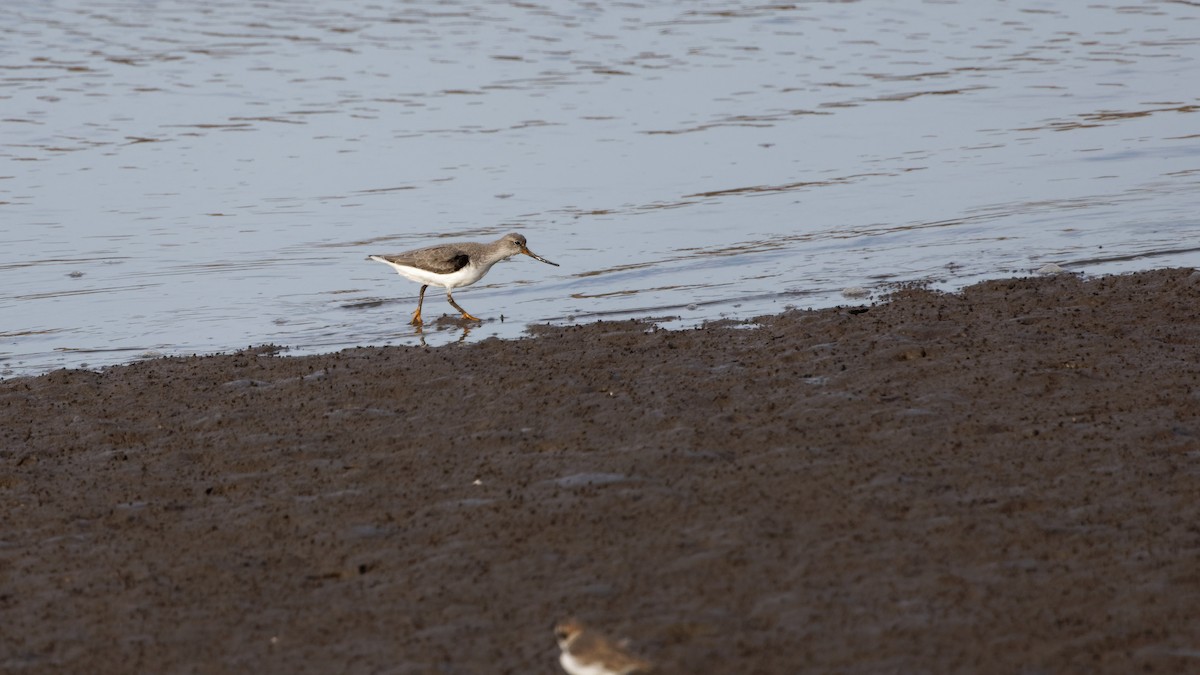 Terek Sandpiper - ML609317376