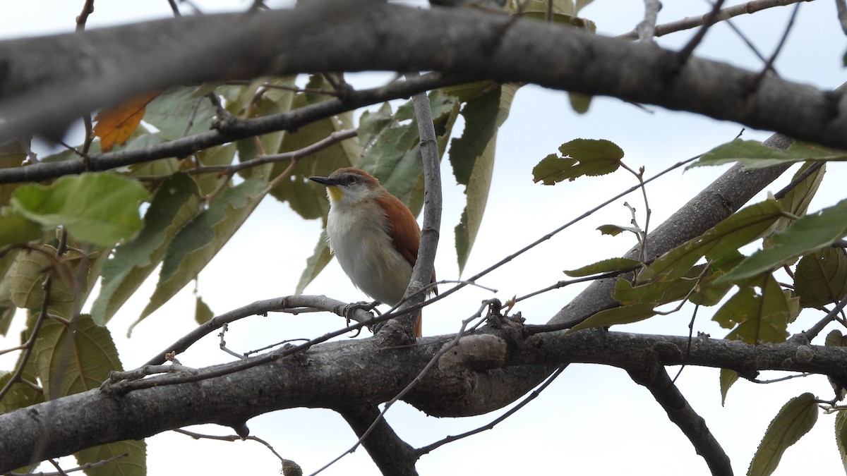 Yellow-chinned Spinetail - ML609317383