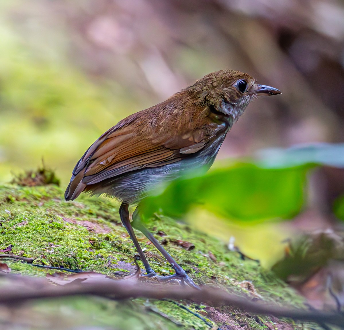 Tapajos Antpitta - ML609317391