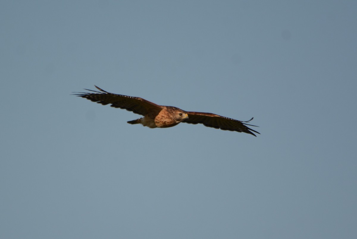 Red-shouldered Hawk - ML609317420