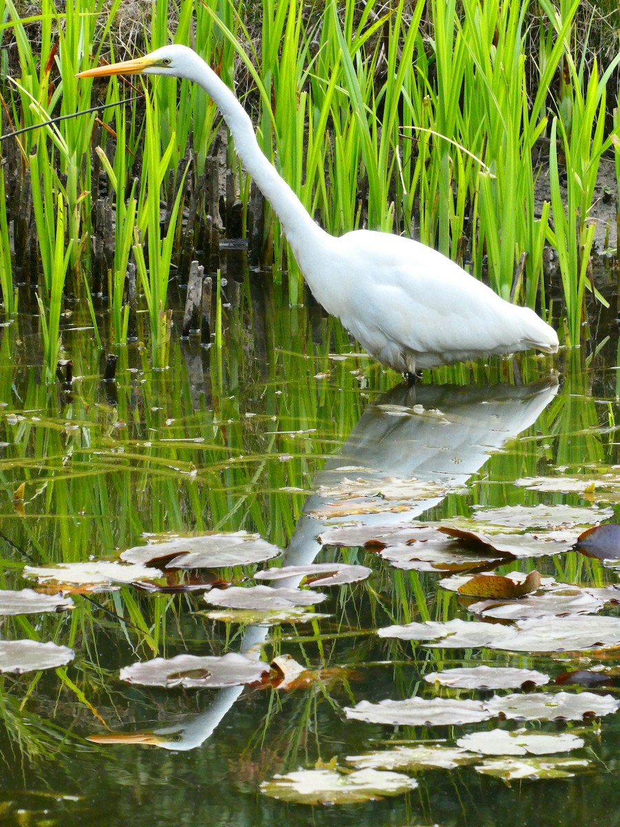 Great Egret - ML609317437