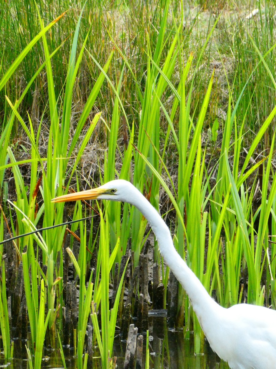 Great Egret - Lev Ramchen