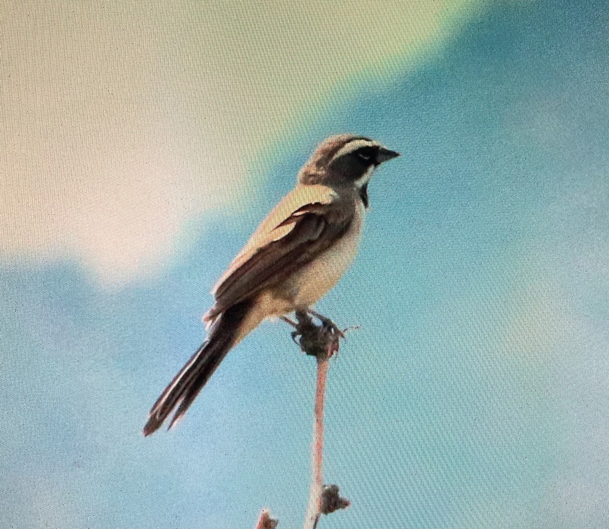 Black-throated Sparrow - Pierre Howard