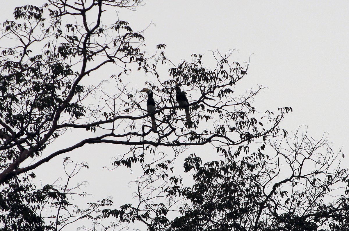 Oriental Pied-Hornbill - ML609317764