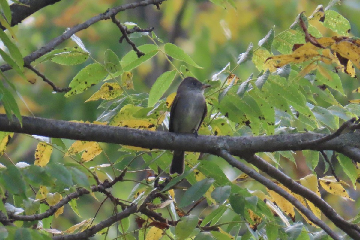 Eastern Wood-Pewee - ML609317912