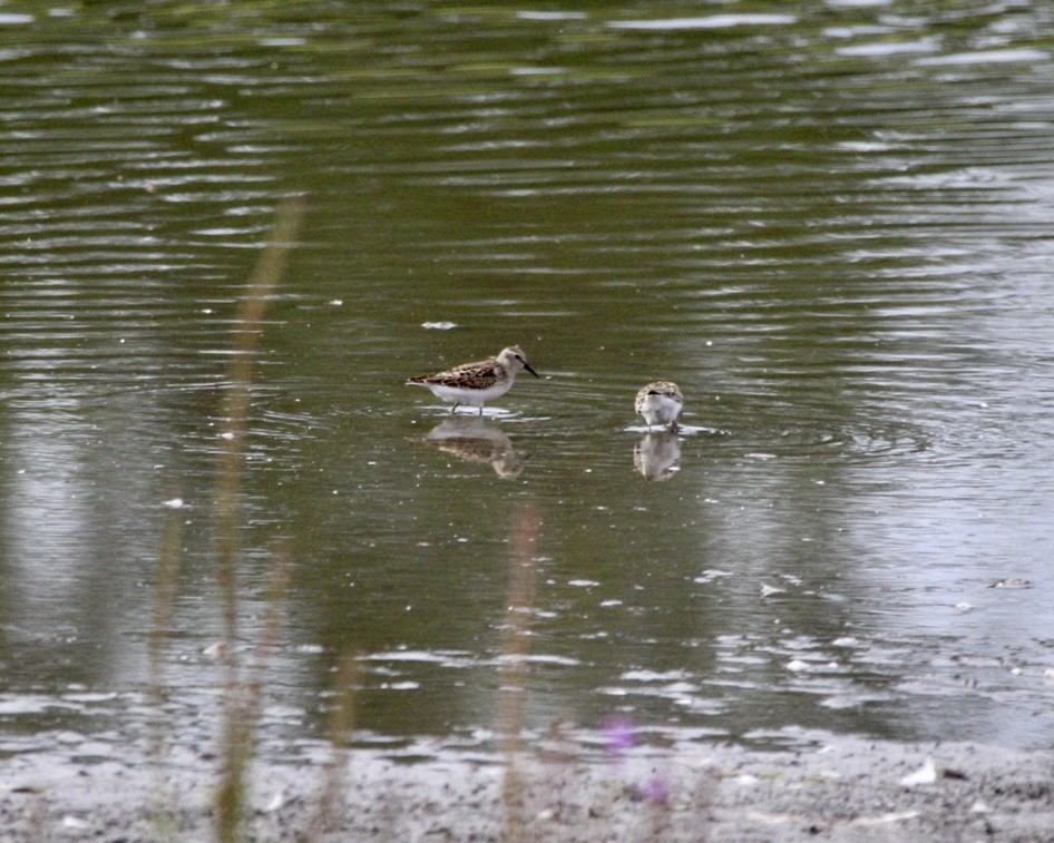 Least Sandpiper - ML609317964