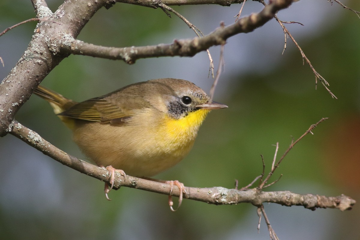 Common Yellowthroat - ML609318070