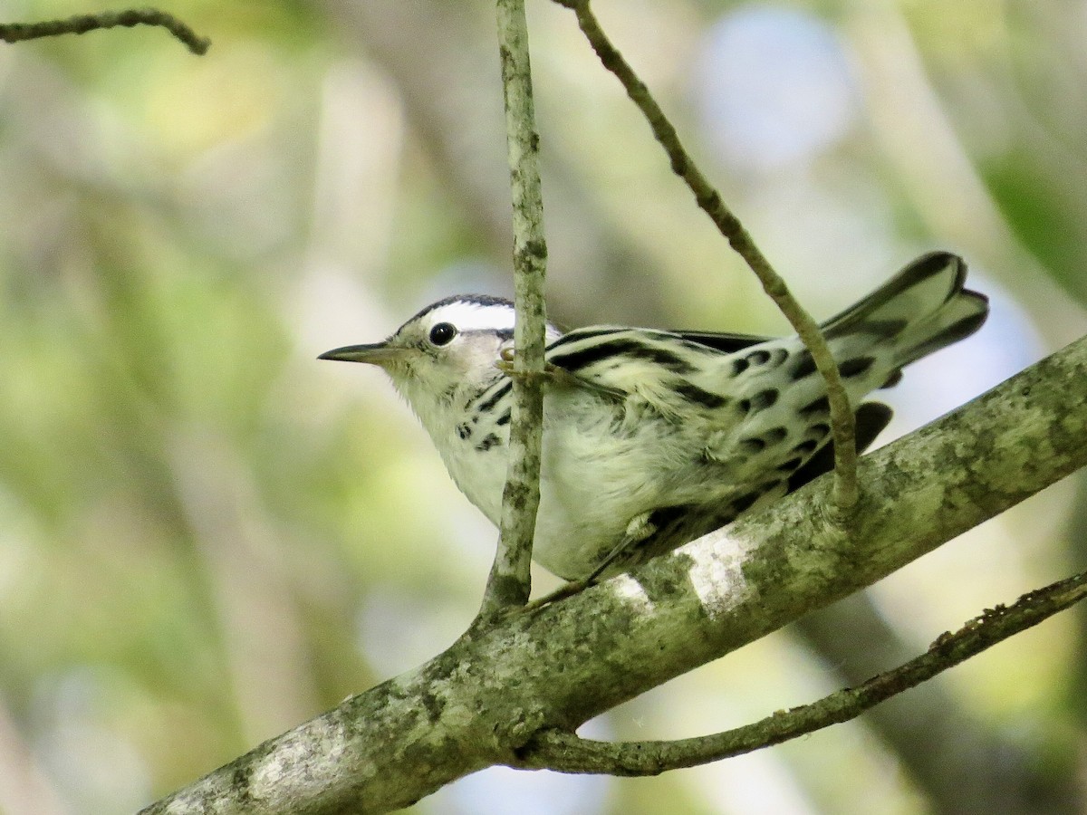 Black-and-white Warbler - Jack Yanko