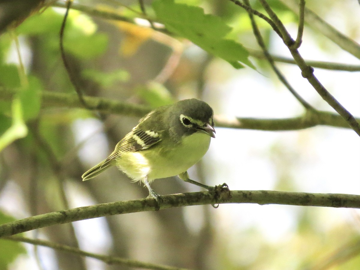 Blue-headed Vireo - Jack Yanko