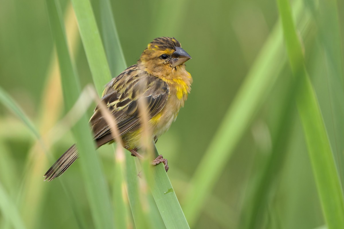 Asian Golden Weaver - ML609318278