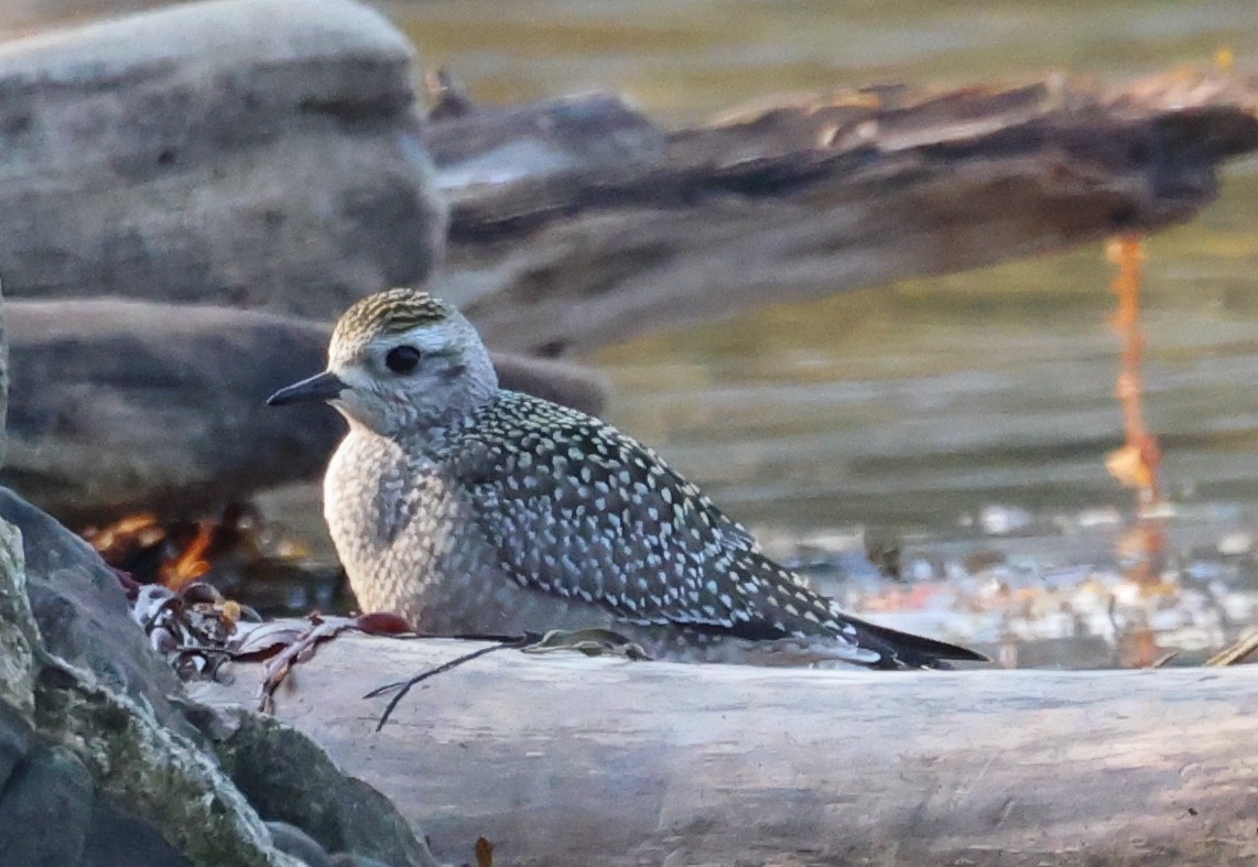 American Golden-Plover - ML609318327