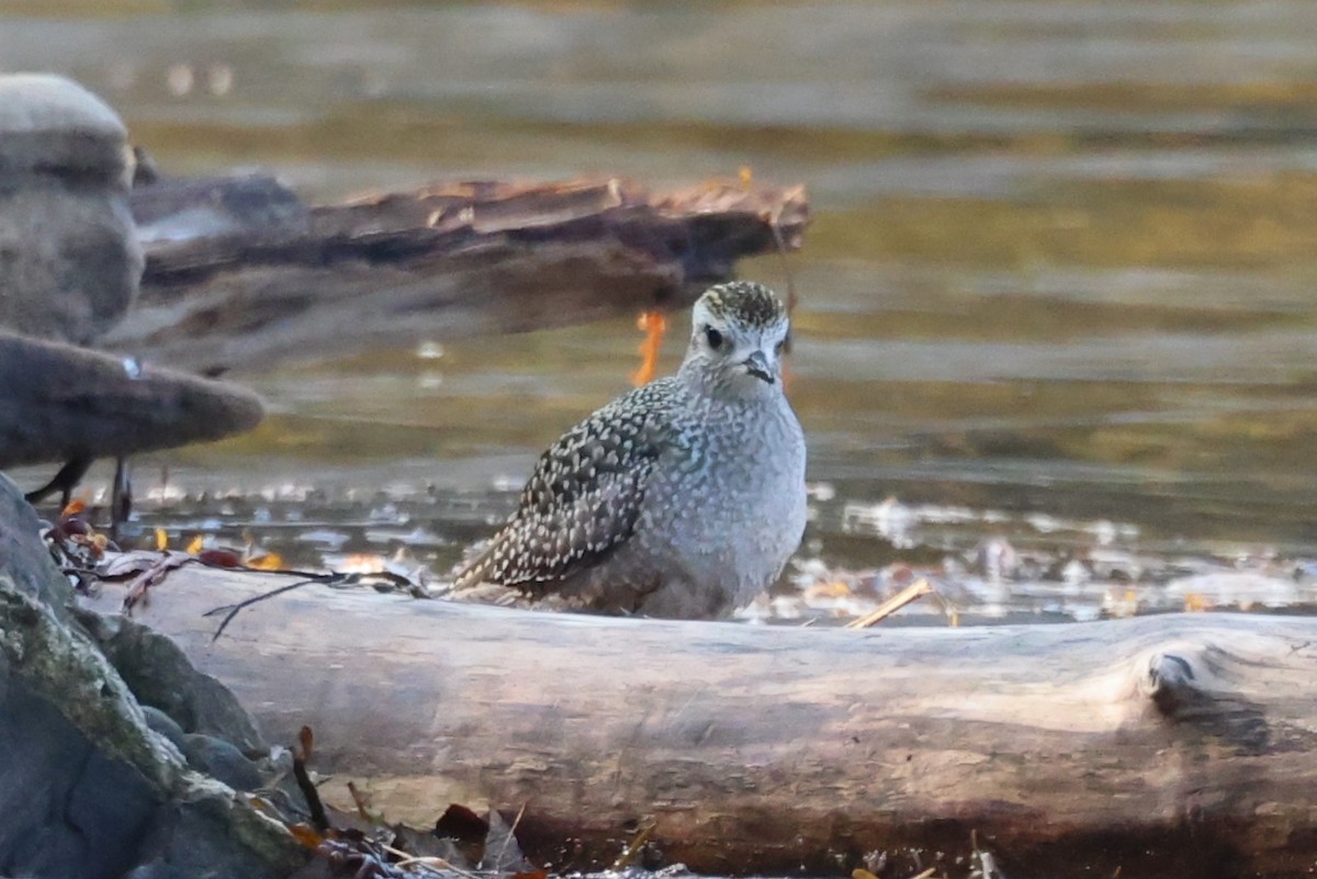 American Golden-Plover - ML609318345