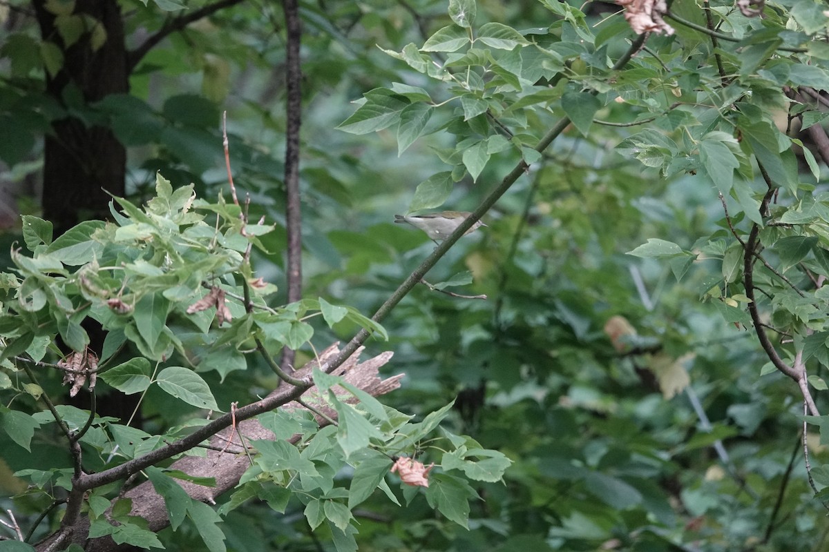 Tennessee Warbler - ML609318356