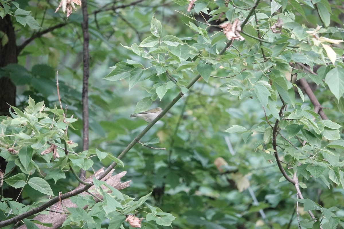 Tennessee Warbler - ML609318357